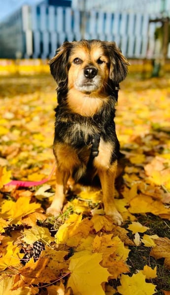 Rocky sucht sein Für-immer-Zuhause