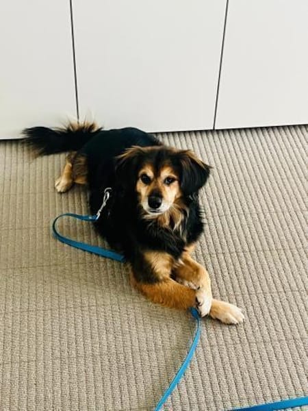 Rocky sucht sein Für-immer-Zuhause