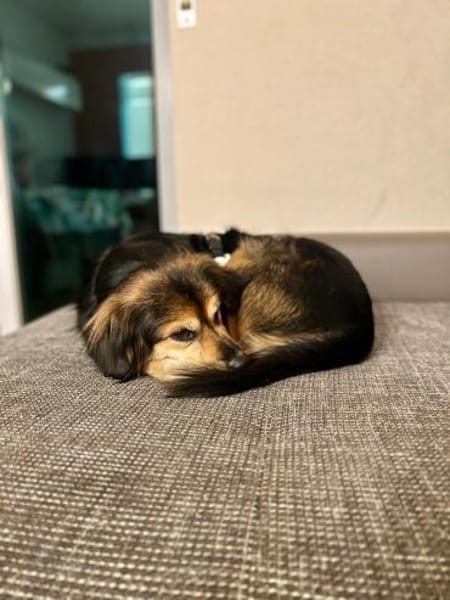 Rocky sucht sein Für-immer-Zuhause