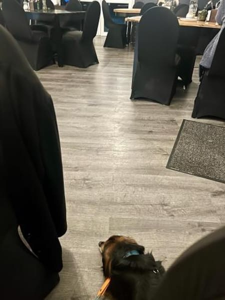 Rocky sucht sein Für-immer-Zuhause