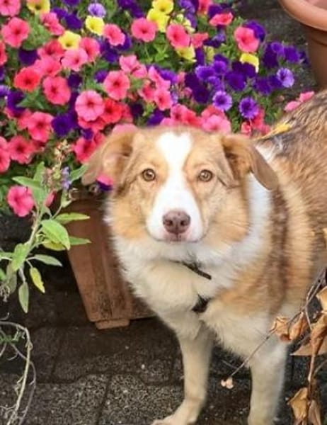 Hundedame Pinky❤sucht ruhiges Zuhause