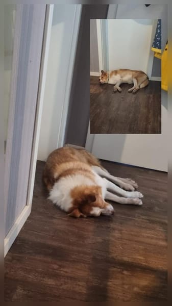 Hundedame Pinky❤sucht ruhiges Zuhause