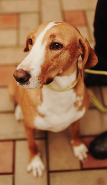 Tierschutz wunderschöne Junghündin Agata