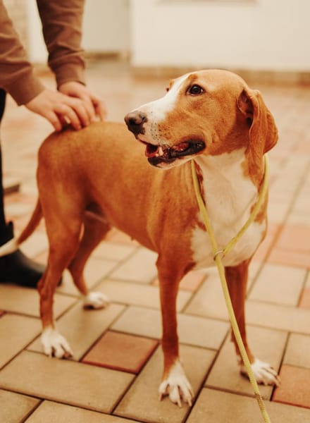 Tierschutz wunderschöne Junghündin Agata