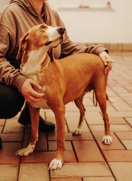 Tierschutz wunderschöne Junghündin Agata