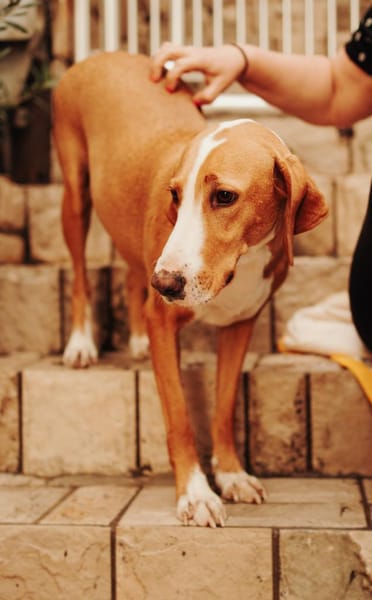 Tierschutz wunderschöne Junghündin Agata