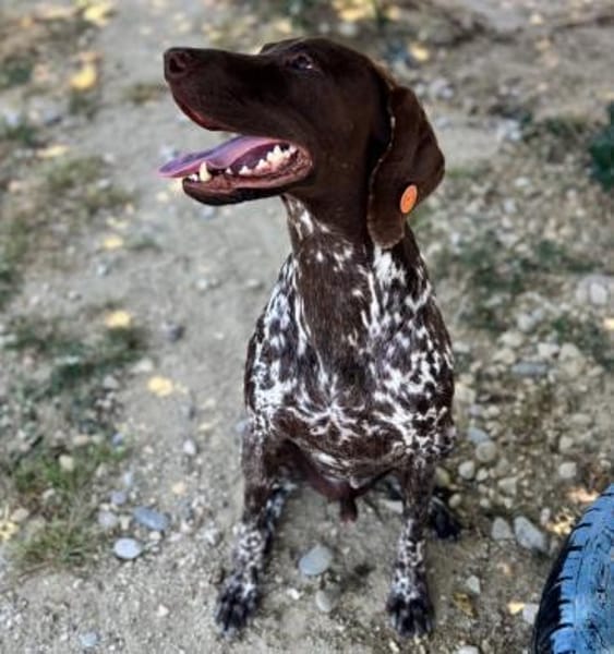 Boogie - liebevoller Rüde auf PS