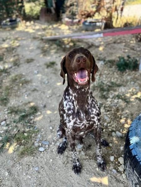 Boogie - liebevoller Rüde auf PS