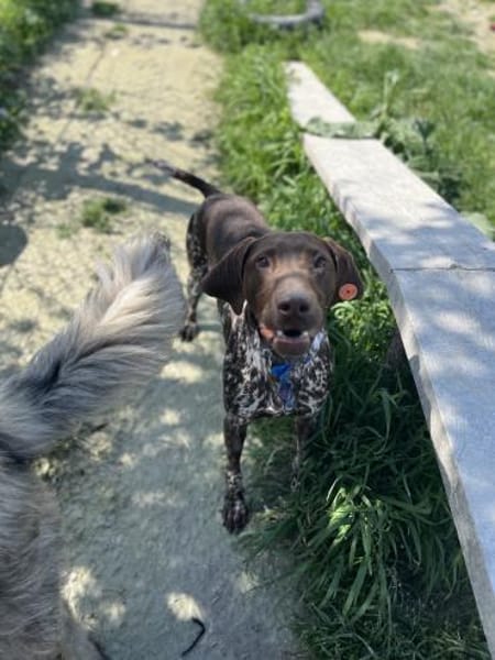 Boogie - liebevoller Rüde auf PS