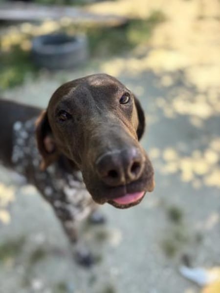 Boogie - liebevoller Rüde auf PS