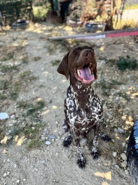 Boogie - liebevoller Rüde auf PS