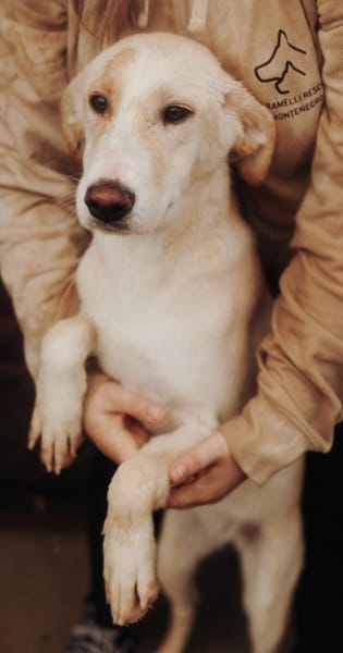 Tierschutz Fröhliches Hundenädchen Bubbl