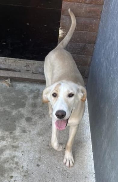 Tierschutz Fröhliches Hundenädchen Bubbl