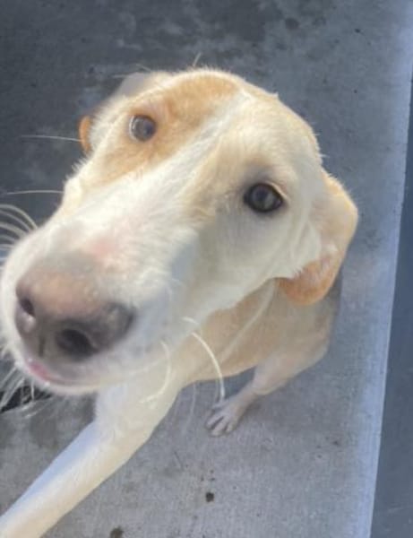 Tierschutz Fröhliches Hundenädchen Bubbl