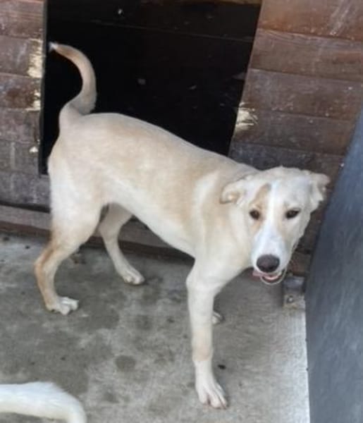 Tierschutz Fröhliches Hundenädchen Bubbl