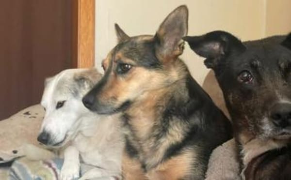 Schenkst du Eva dein Herz?