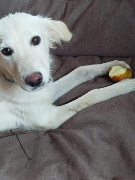 Bezaubernde kleine Belka sucht Zuhause