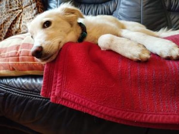 Bezaubernde kleine Belka sucht Zuhause