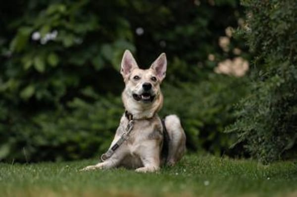 Lavender wartet schon auf dich