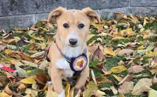 Wer schenkt Rübchen ein Zuhause?