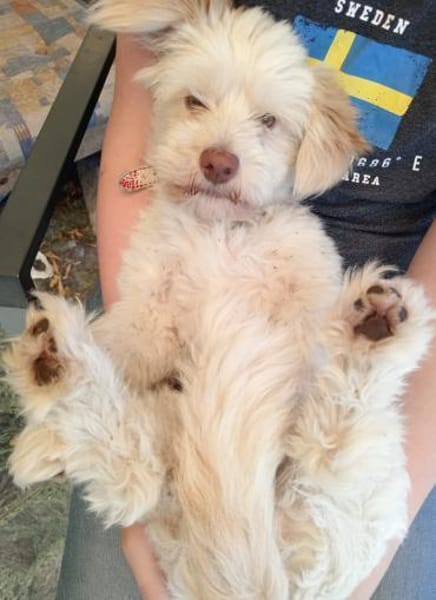 Charakterkopf Lucky sucht dich!