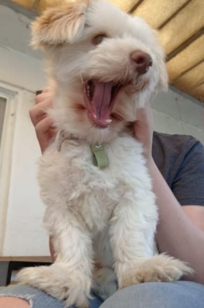 Charakterkopf Lucky sucht dich!