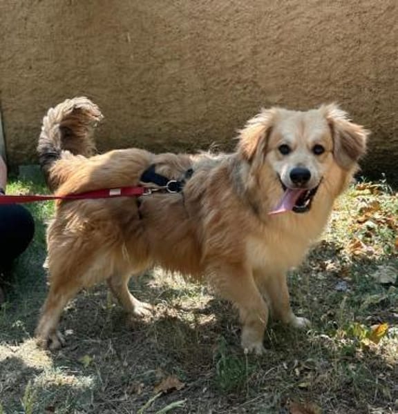 Wuschelrüde Balou 1J sucht sein Zuhause