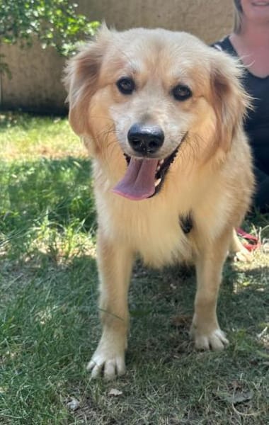 Wuschelrüde Balou 1J sucht sein Zuhause