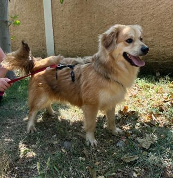 Wuschelrüde Balou 1J sucht sein Zuhause