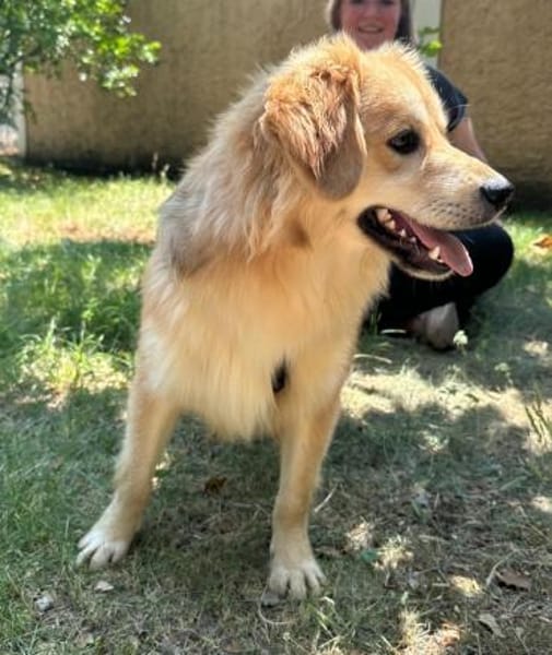 Wuschelrüde Balou 1J sucht sein Zuhause