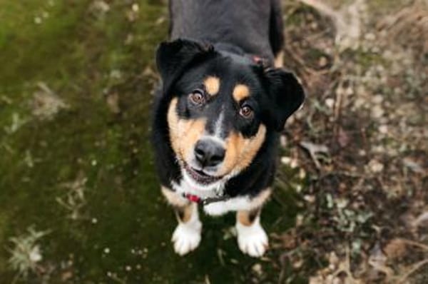 Aktive Marissa sucht perfektes Zuhause