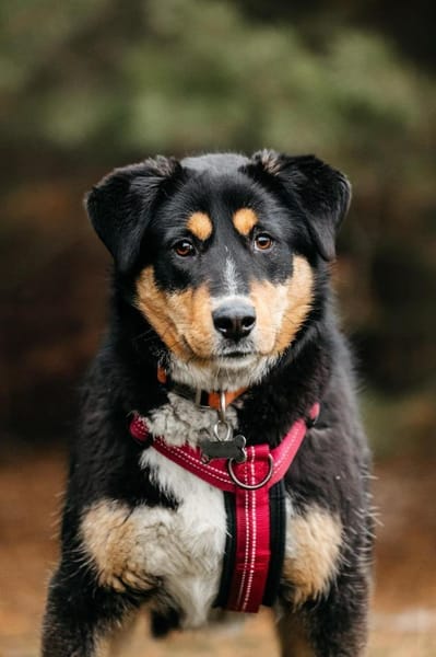 Aktive Marissa sucht perfektes Zuhause