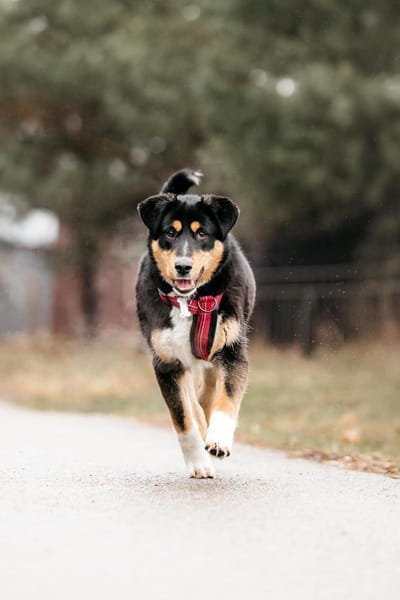 Aktive Marissa sucht perfektes Zuhause