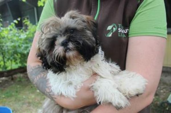 Brutus, frecher Welpe