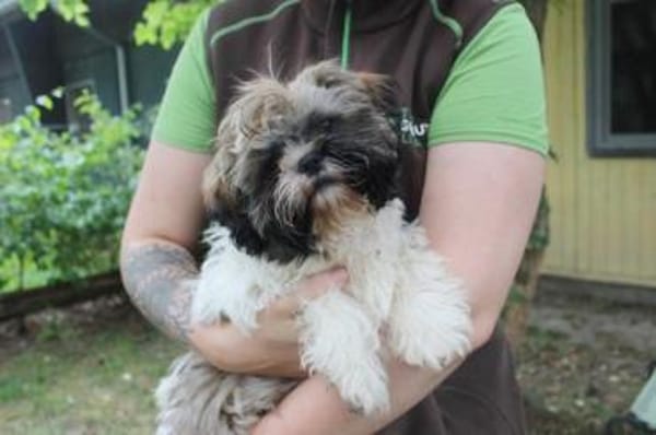 Brutus, frecher Welpe