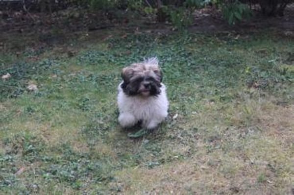 Brutus, frecher Welpe