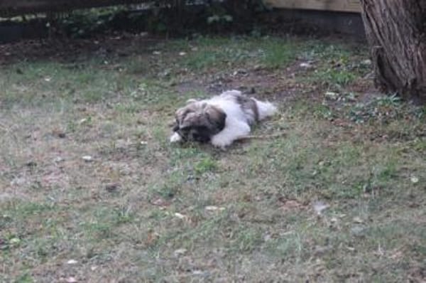 Brutus, frecher Welpe