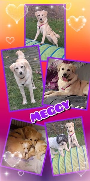 Hübsche Meggy- auf Pflegestelle!