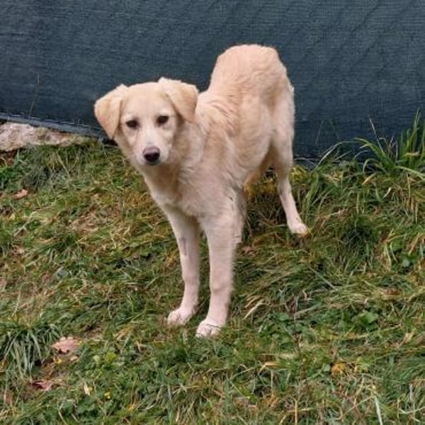 Hübsche Meggy- auf Pflegestelle!