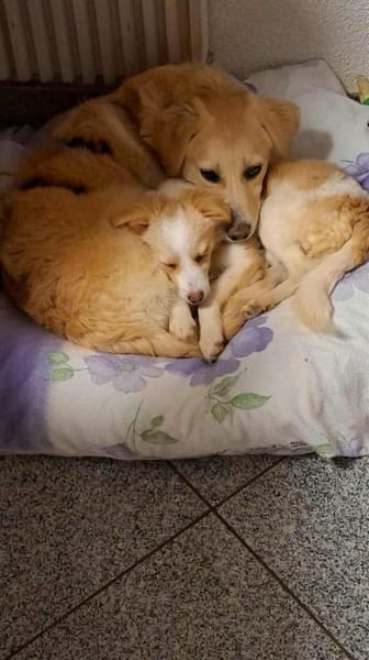 Hübsche Meggy- auf Pflegestelle!