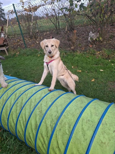 Hübsche Meggy- auf Pflegestelle!