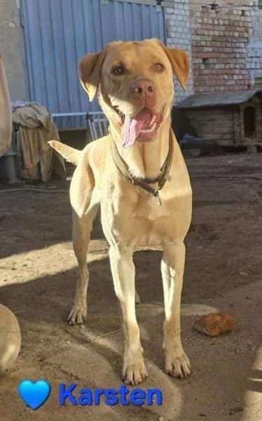 Karsten - ein lieber Rüde