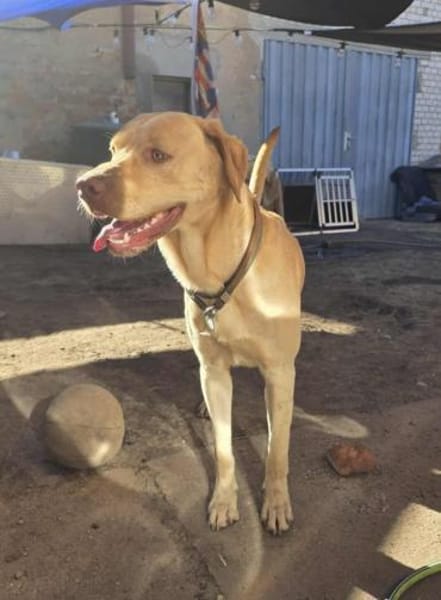 Karsten - ein lieber Rüde