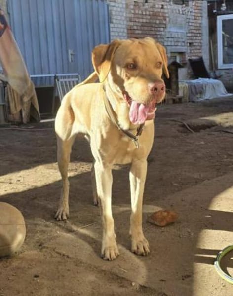 Karsten - ein lieber Rüde