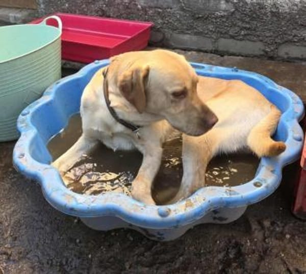 Karsten - ein lieber Rüde