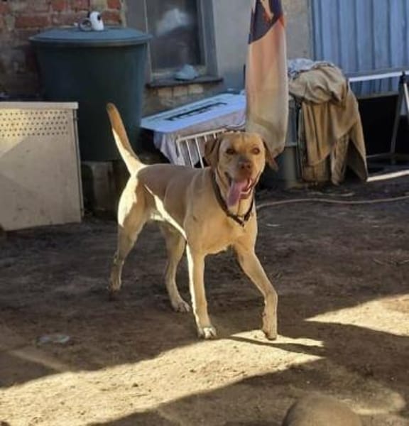 Karsten - ein lieber Rüde