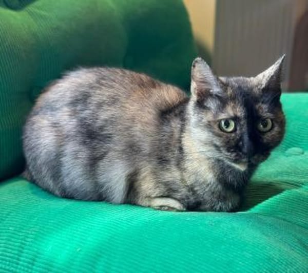 Schildpattkatze, sehr lieb sucht Zuhause