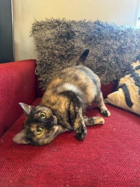 Schildpattkatze, sehr lieb sucht Zuhause