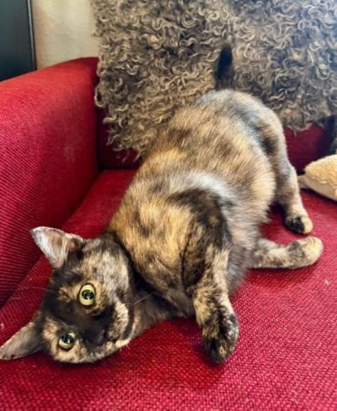 Schildpattkatze, sehr lieb sucht Zuhause