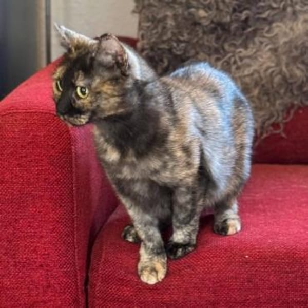 Schildpattkatze, sehr lieb sucht Zuhause